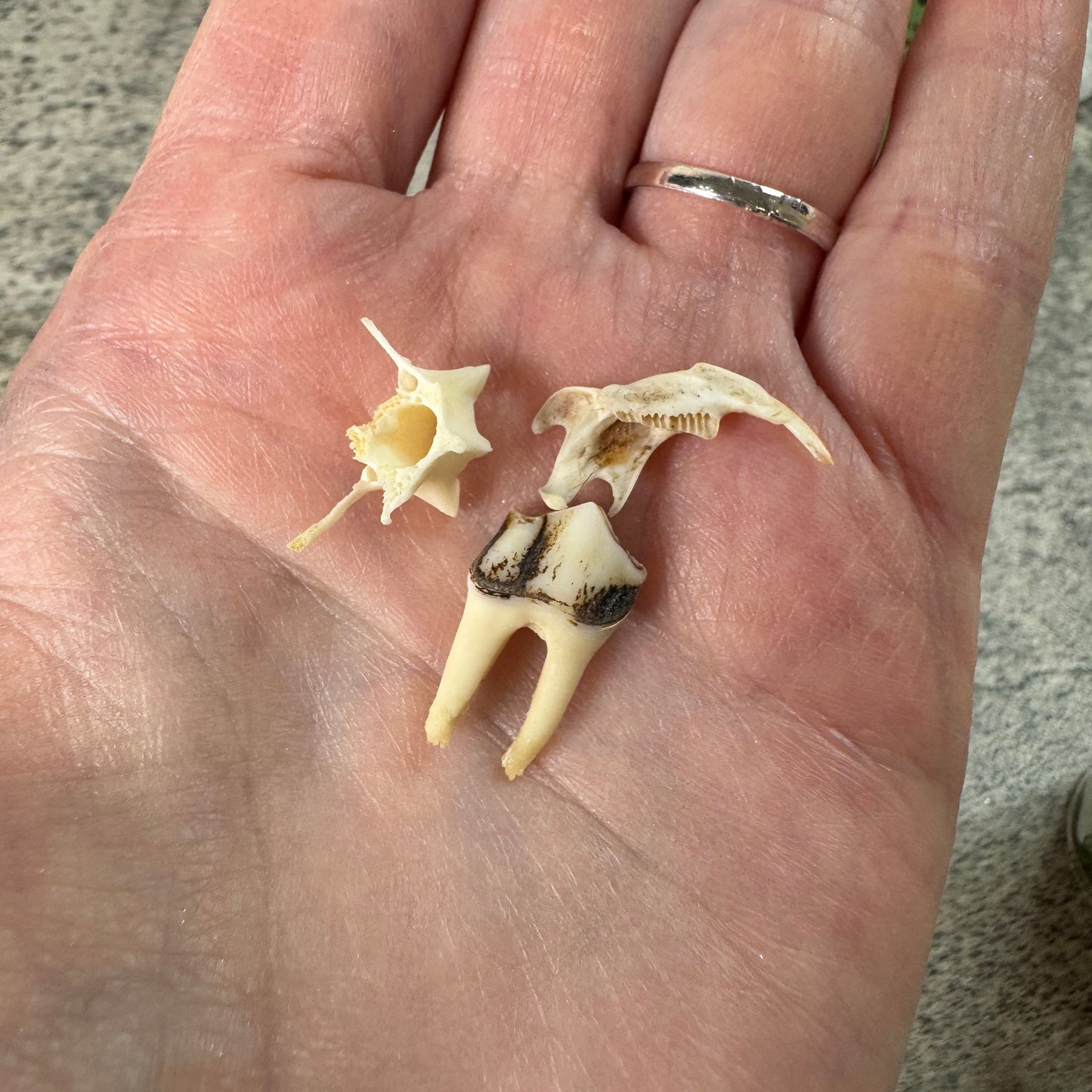 Hand holding a small animal skull against a neutral background