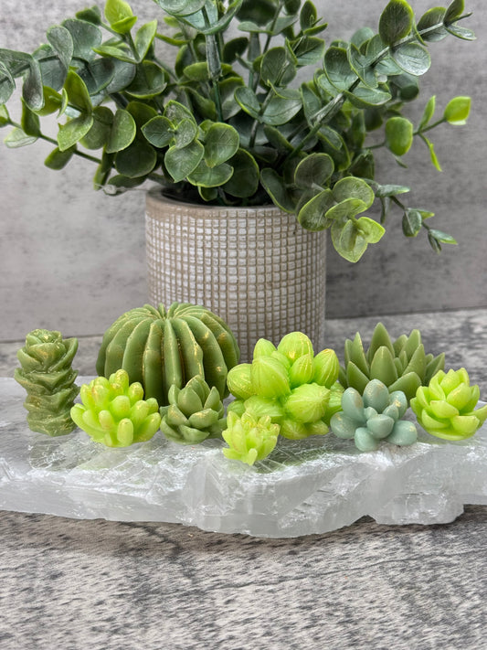 Succulent Wax Melt Box