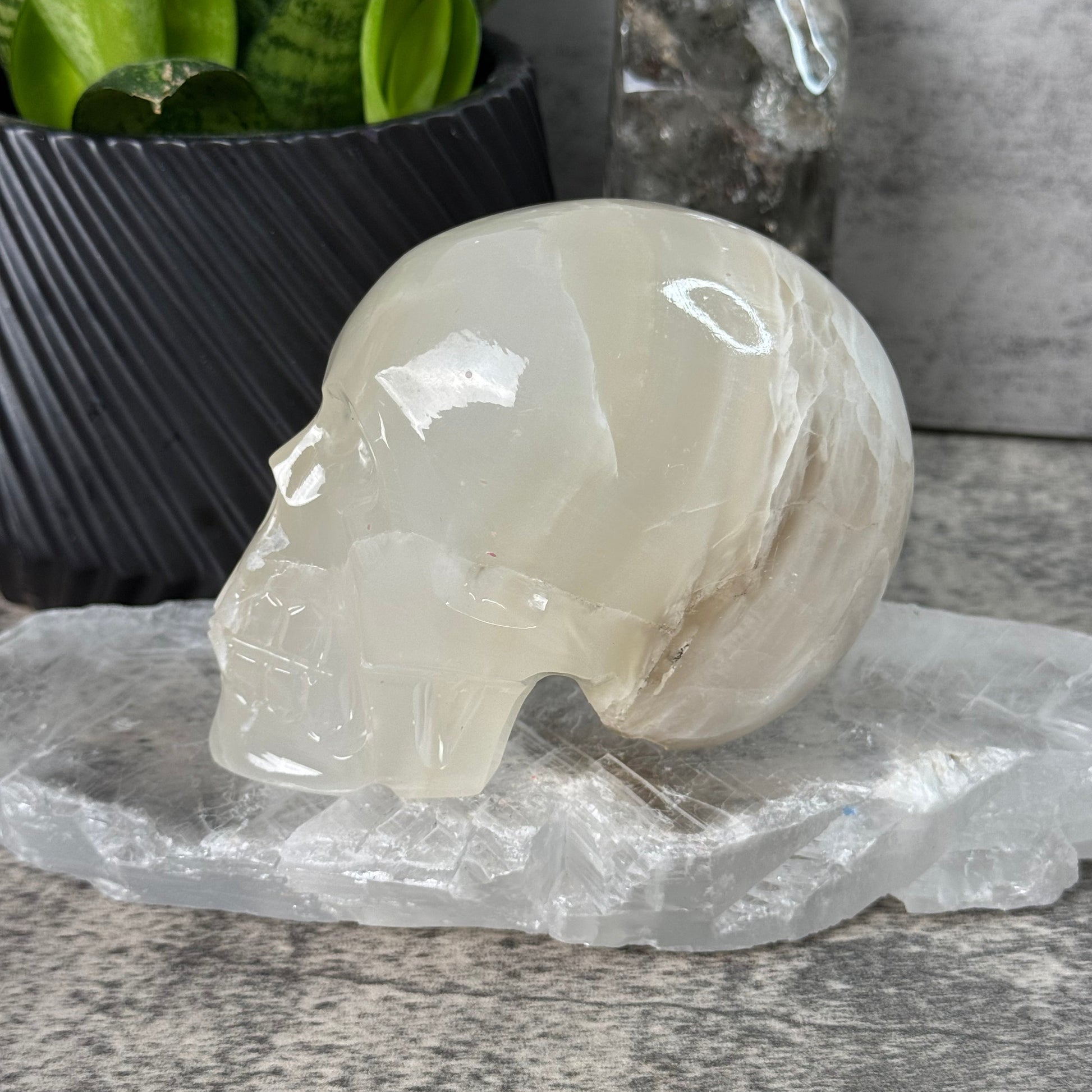 Crystal skull on a stone surface with greenery in the background